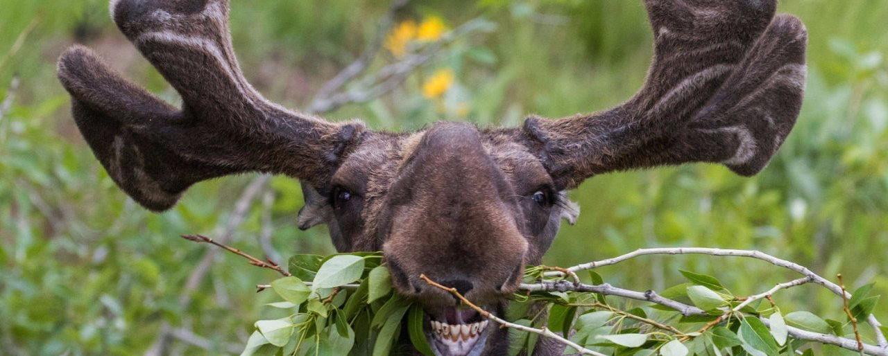 Камчатских лосей пересчитают с воздуха
